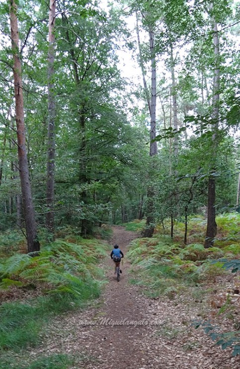 Forêt de Chinon (un raccourci entre deux pistes forestières)
