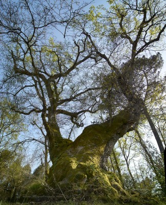Le Chêne de Cantaure,“arbre remarquable de France” en date du 6 mai 2011, est présent depuis le XIVe siècle au lieu-dit Cantaure, à Lüe, et affiche 8 mètres de circonférence.