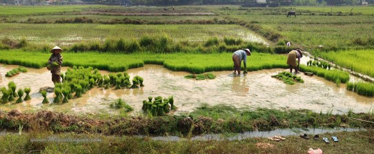 Repiquage du riz à Champasak